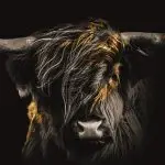 Glasschilderij 120x80cm Hooglander met goud