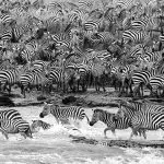 Glasschilderij 160x80cm Zebra's in het water