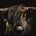 Glasschilderij 160x110cm Hooglander in de wind