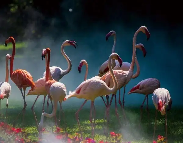 Glasschilderij 120x80cm Flamingo's