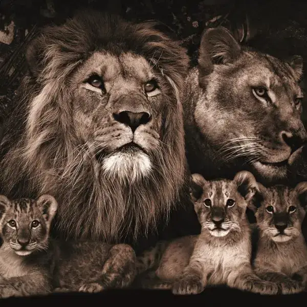 Glasschilderij 160x110cm Leeuwenfamilie met 3 welpjes