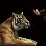 Glasschilderij 120x80cm Tijger met vlinder