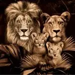 Glasschilderij 120x80cm Leeuwenfamilie met 2 welpjes